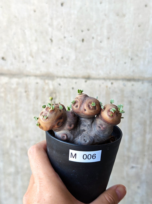 【現品限り】オトンナ・カカリオイデス 現地株 発根済み 希少な大株【M6】 Othonna cacalioides