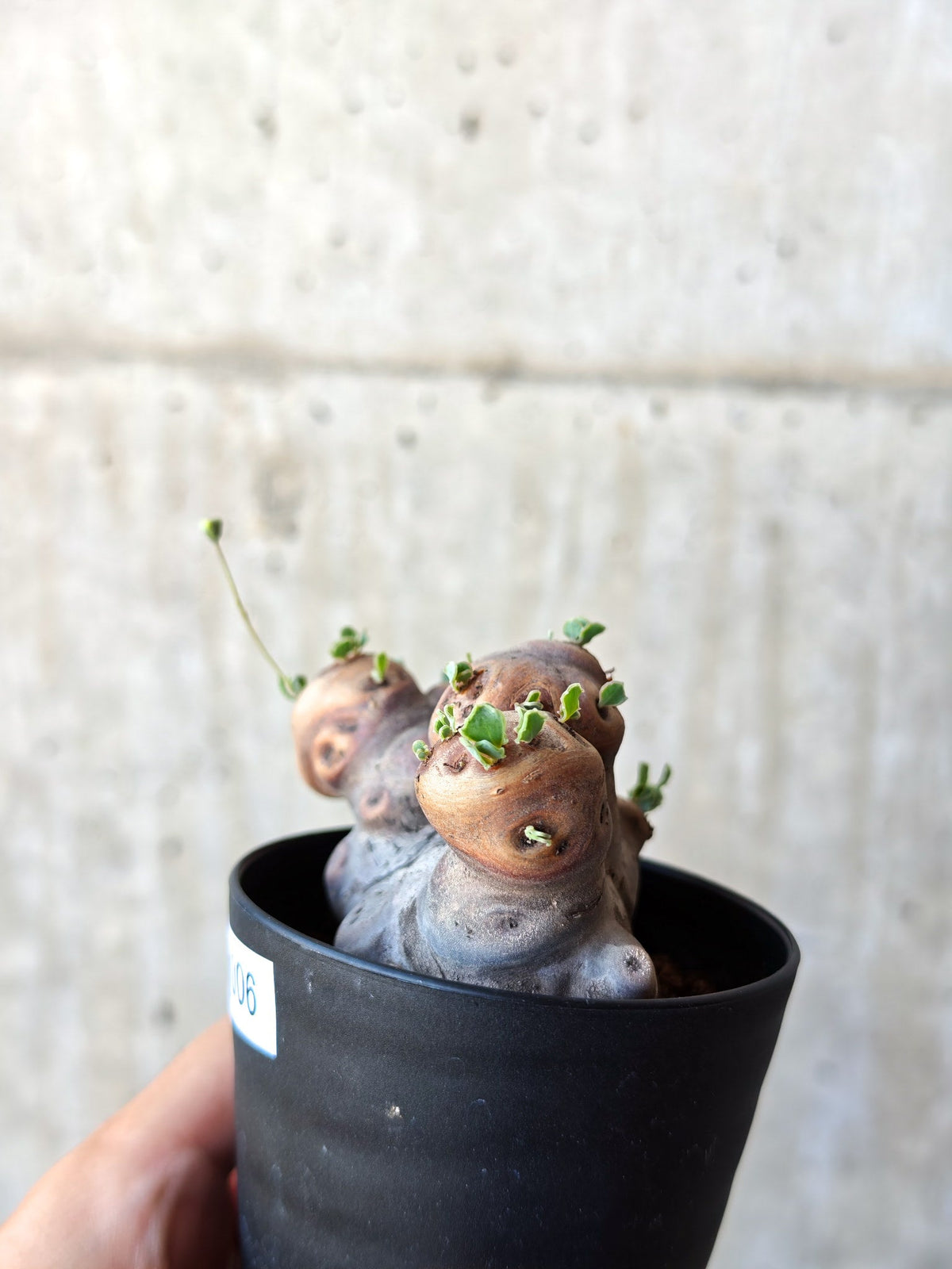 【現品限り】オトンナ・カカリオイデス 現地株 発根済み 希少な大株【M6】 Othonna cacalioides
