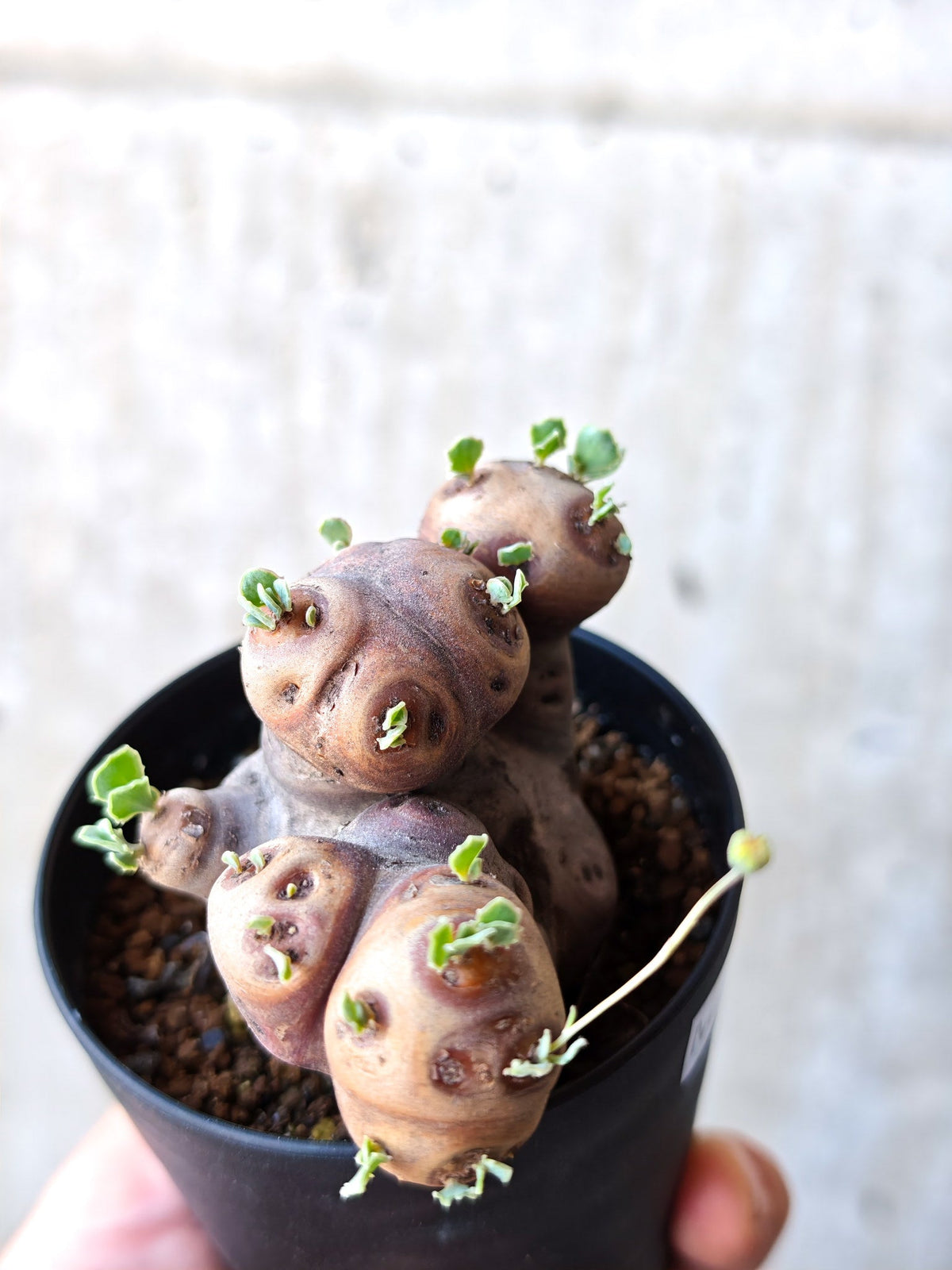 【現品限り】オトンナ・カカリオイデス 現地株 発根済み 希少な大株【M6】 Othonna cacalioides