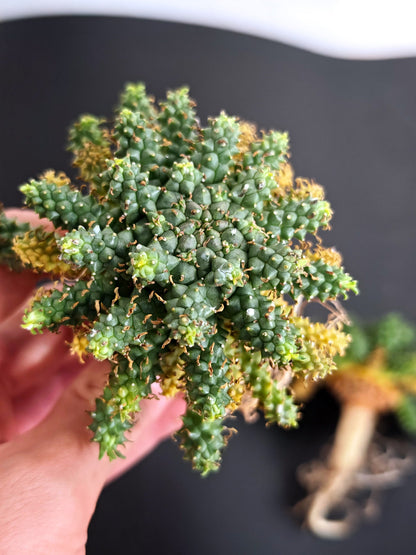 【期間限定】ユーフォルビア・アトロビリディス【おまかせ】 Euphorbia atroviridis