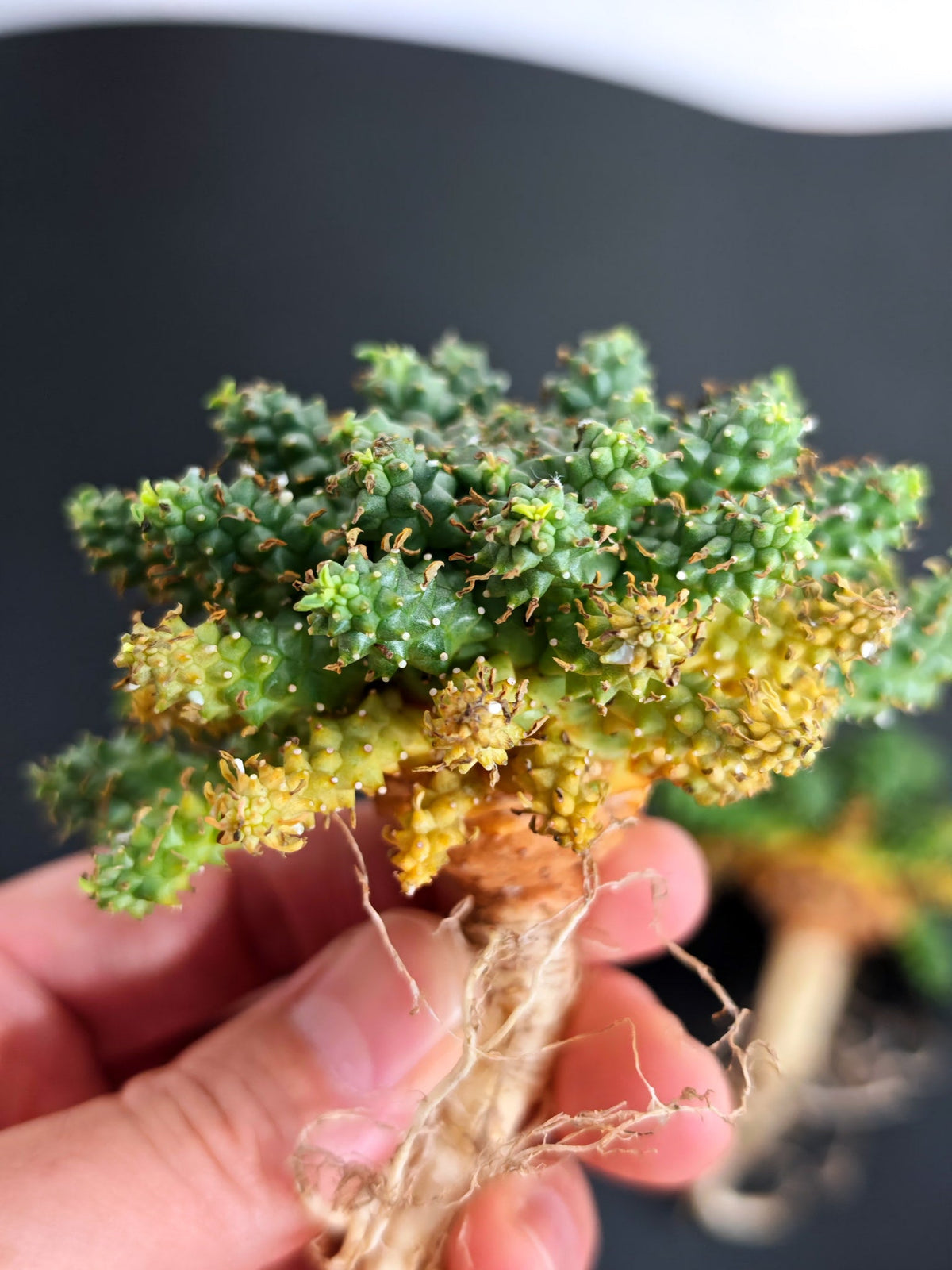 【期間限定】ユーフォルビア・アトロビリディス【おまかせ】 Euphorbia atroviridis