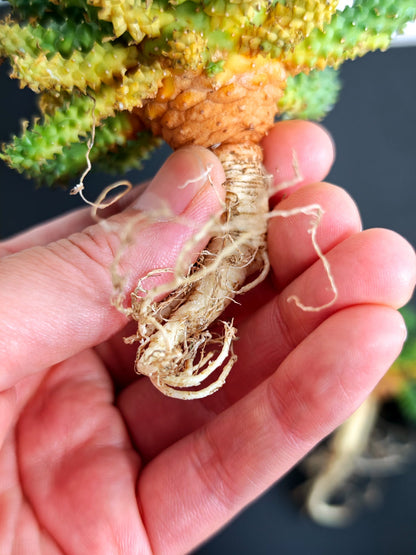 【期間限定】ユーフォルビア・アトロビリディス【おまかせ】 Euphorbia atroviridis