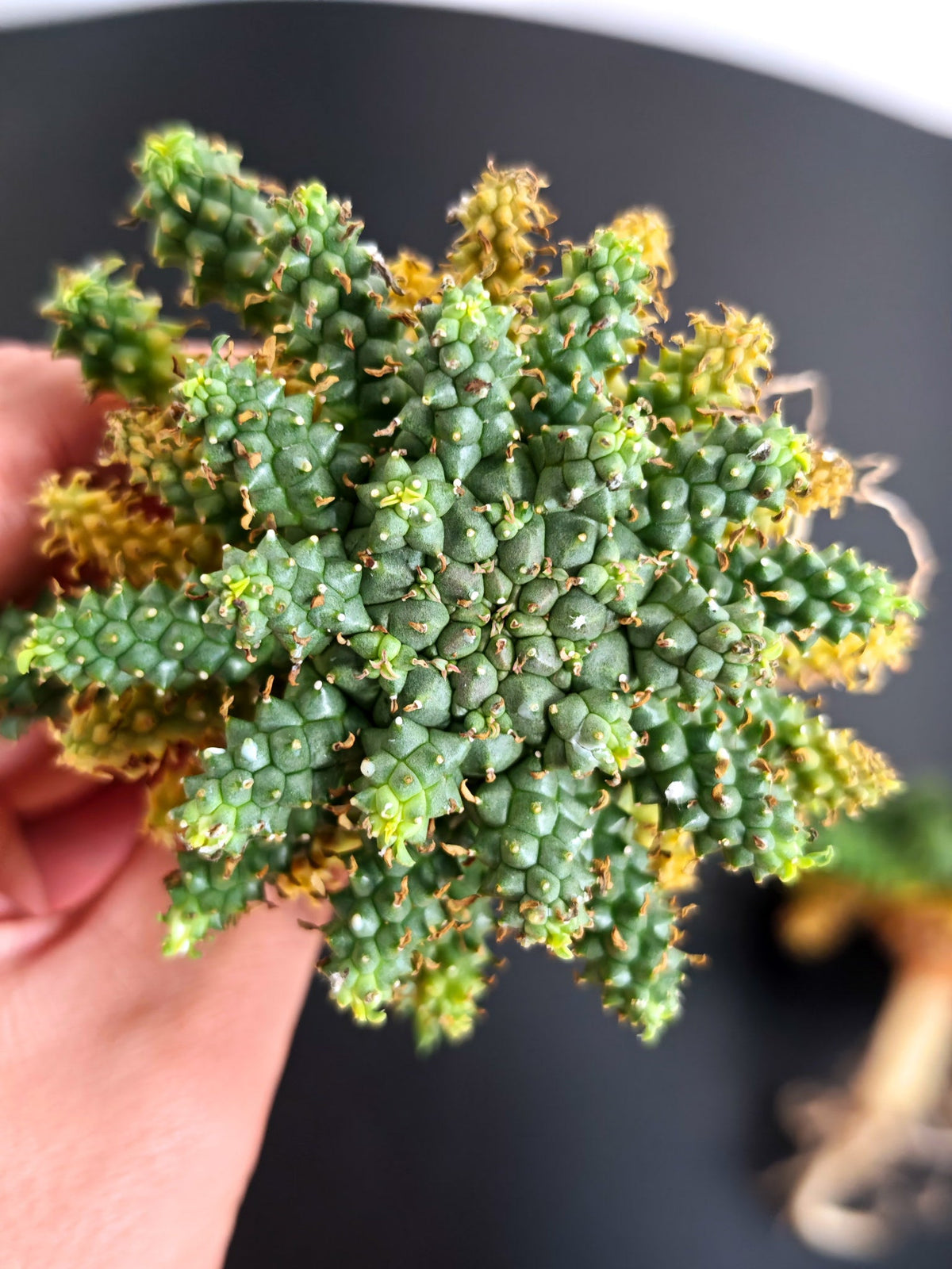 【期間限定】ユーフォルビア・アトロビリディス【おまかせ】 Euphorbia atroviridis