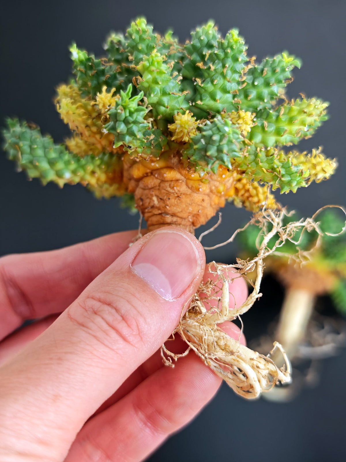 【期間限定】ユーフォルビア・アトロビリディス【おまかせ】 Euphorbia atroviridis