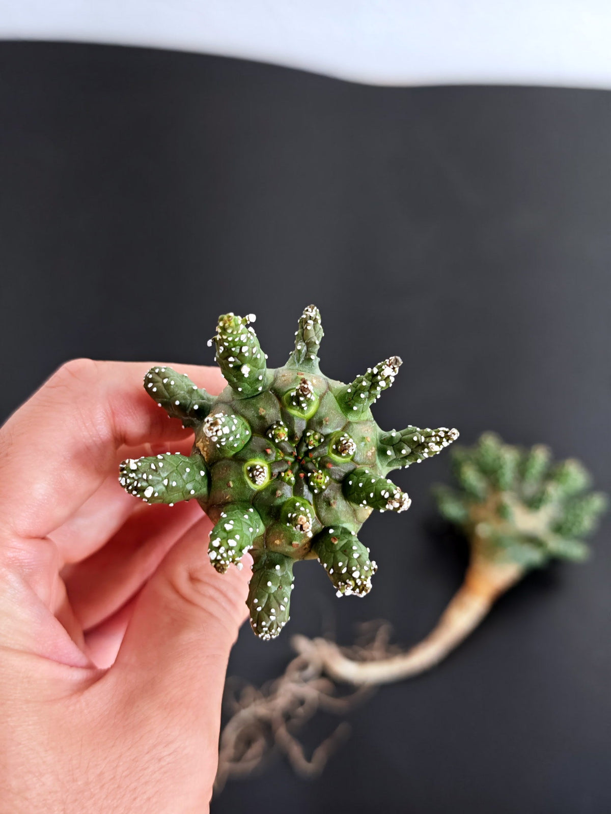 【期間限定】ユーフォルビア・ガムケンシス【おまかせ】 Euphorbia gamkensis