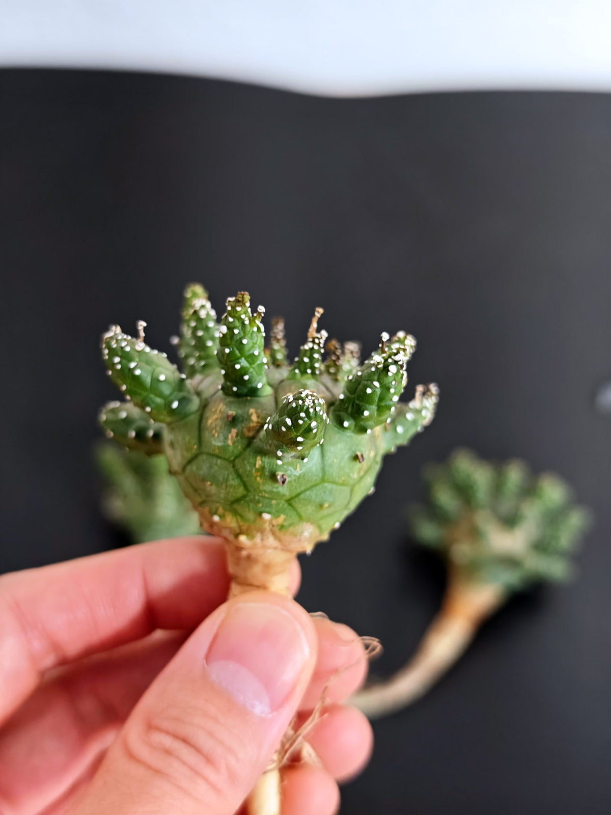 【期間限定】ユーフォルビア・ガムケンシス【おまかせ】 Euphorbia gamkensis