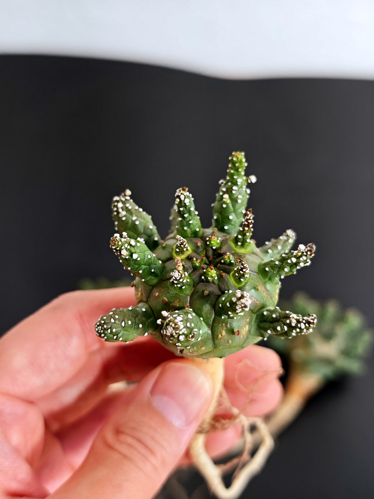 【期間限定】ユーフォルビア・ガムケンシス【おまかせ】 Euphorbia gamkensis