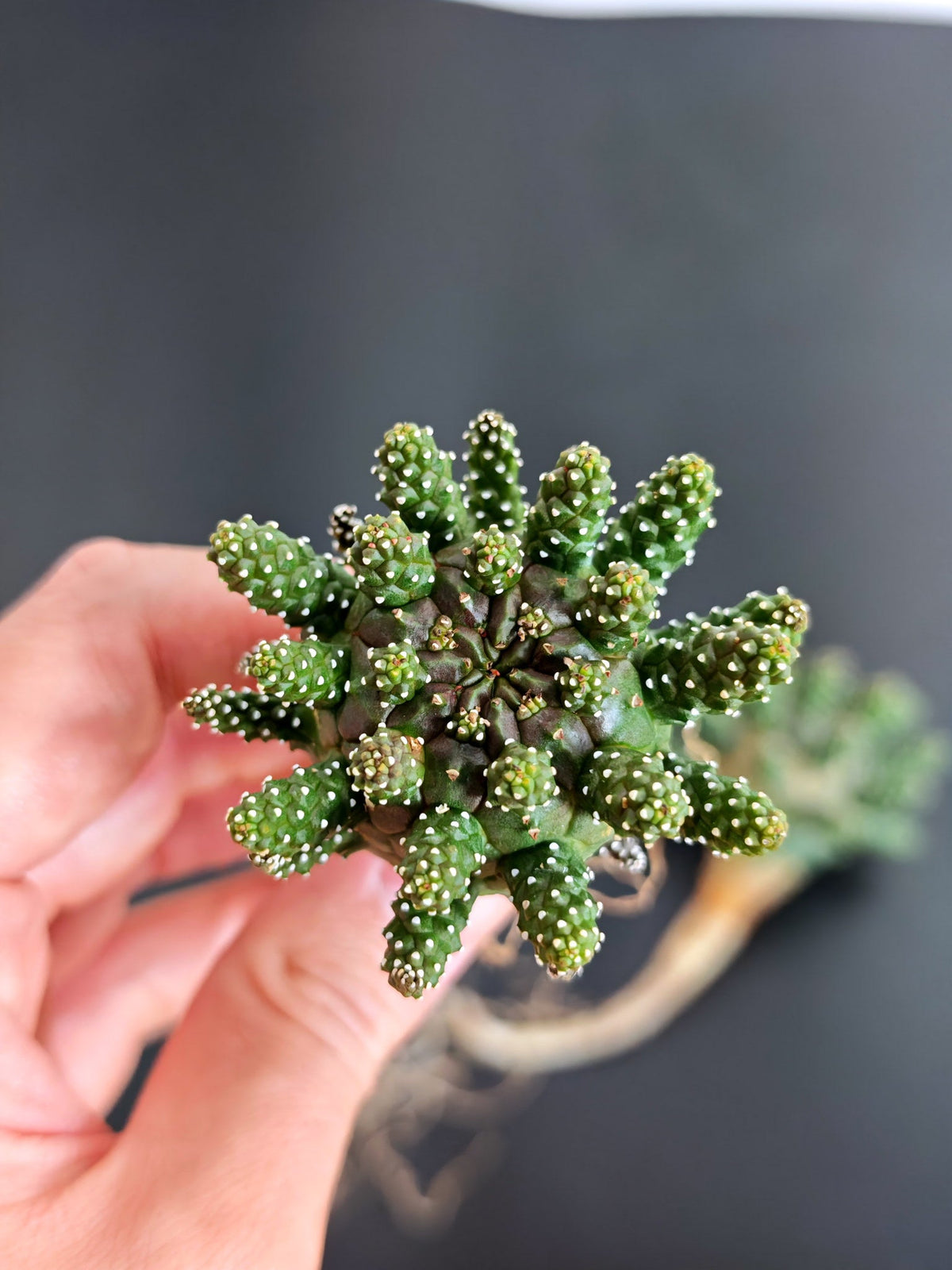 【期間限定】ユーフォルビア・ガムケンシス【おまかせ】 Euphorbia gamkensis