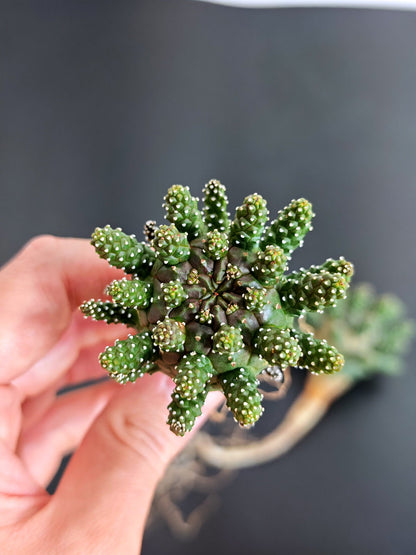 【期間限定】ユーフォルビア・ガムケンシス【おまかせ】 Euphorbia gamkensis