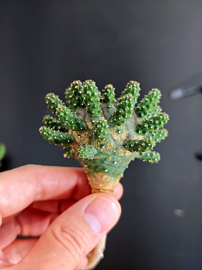 【期間限定】ユーフォルビア・ガムケンシス【おまかせ】 Euphorbia gamkensis