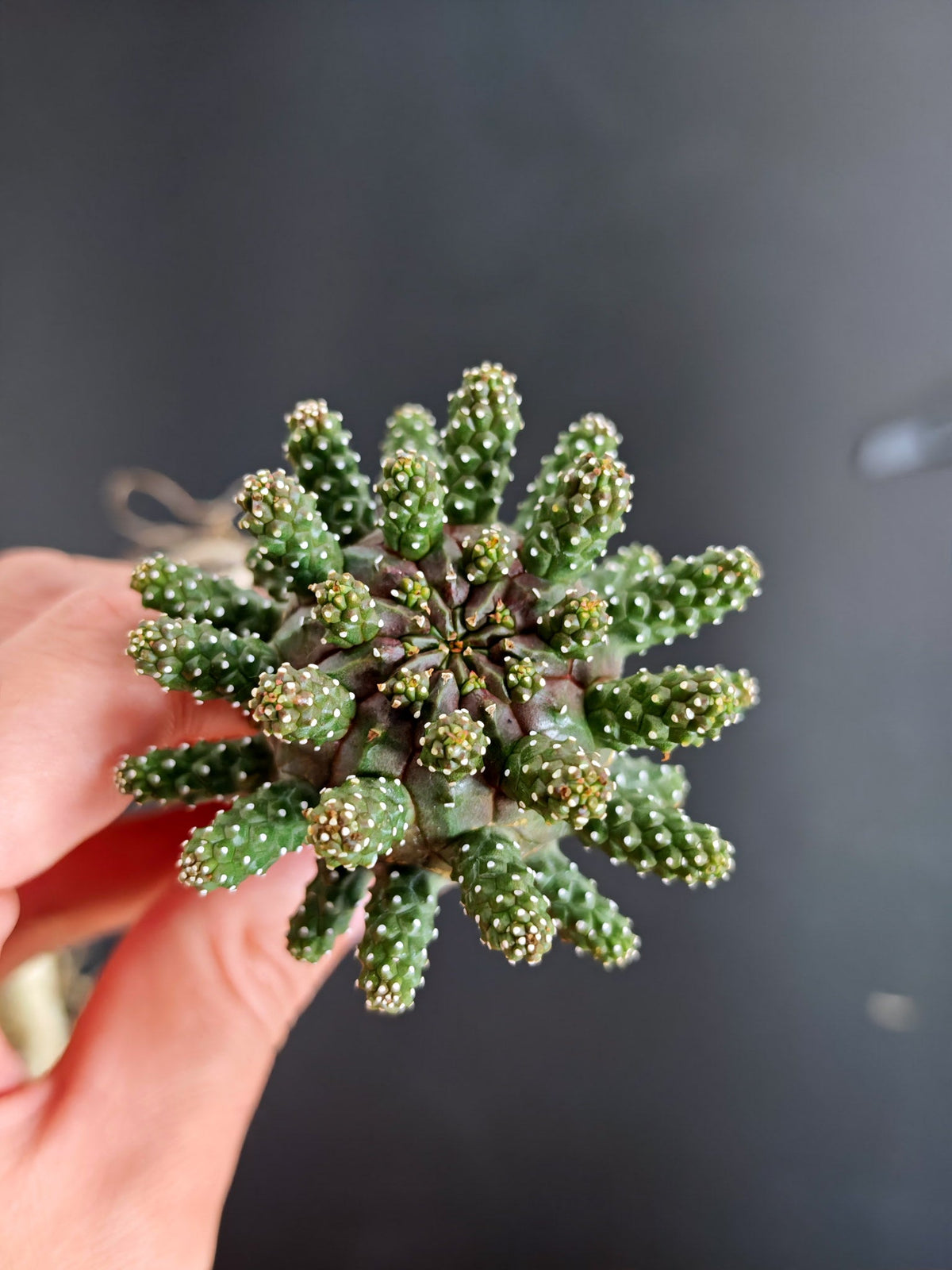 【期間限定】ユーフォルビア・ガムケンシス【おまかせ】 Euphorbia gamkensis