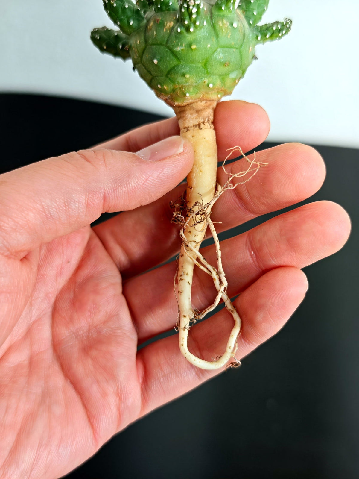 【期間限定】ユーフォルビア・ガムケンシス【おまかせ】 Euphorbia gamkensis