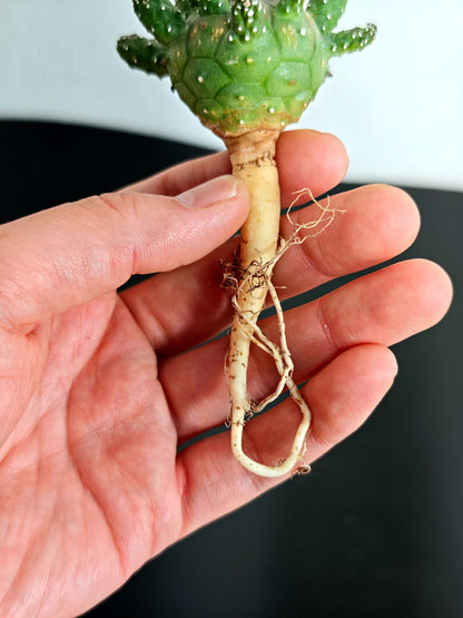 【期間限定】ユーフォルビア・ガムケンシス【おまかせ】 Euphorbia gamkensis