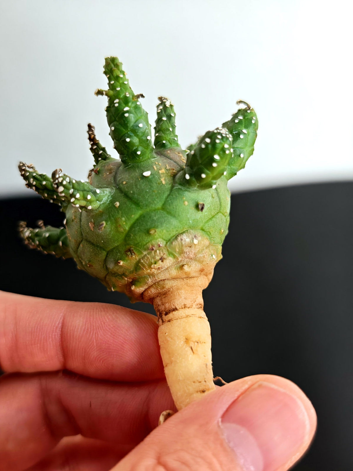 【期間限定】ユーフォルビア・ガムケンシス【おまかせ】 Euphorbia gamkensis