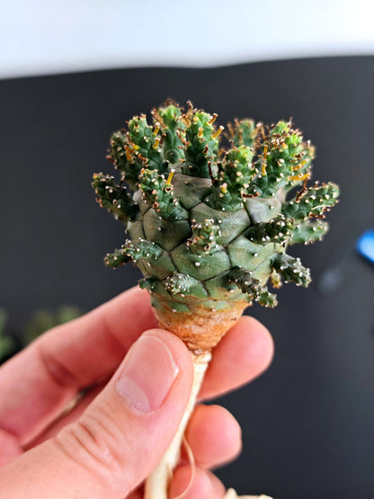 【期間限定】ユーフォルビア・デセプタ【おまかせ】 Euphorbia decepta
