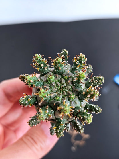 【期間限定】ユーフォルビア・デセプタ【おまかせ】 Euphorbia decepta
