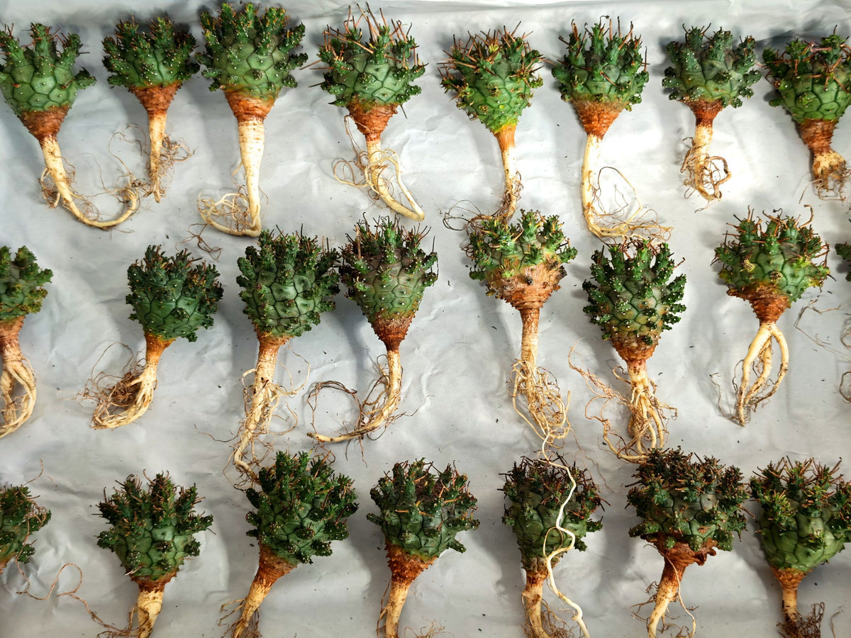 【期間限定】ユーフォルビア・デセプタ【おまかせ】 Euphorbia decepta
