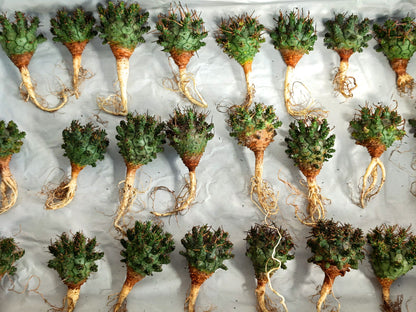 【期間限定】ユーフォルビア・デセプタ【おまかせ】 Euphorbia decepta