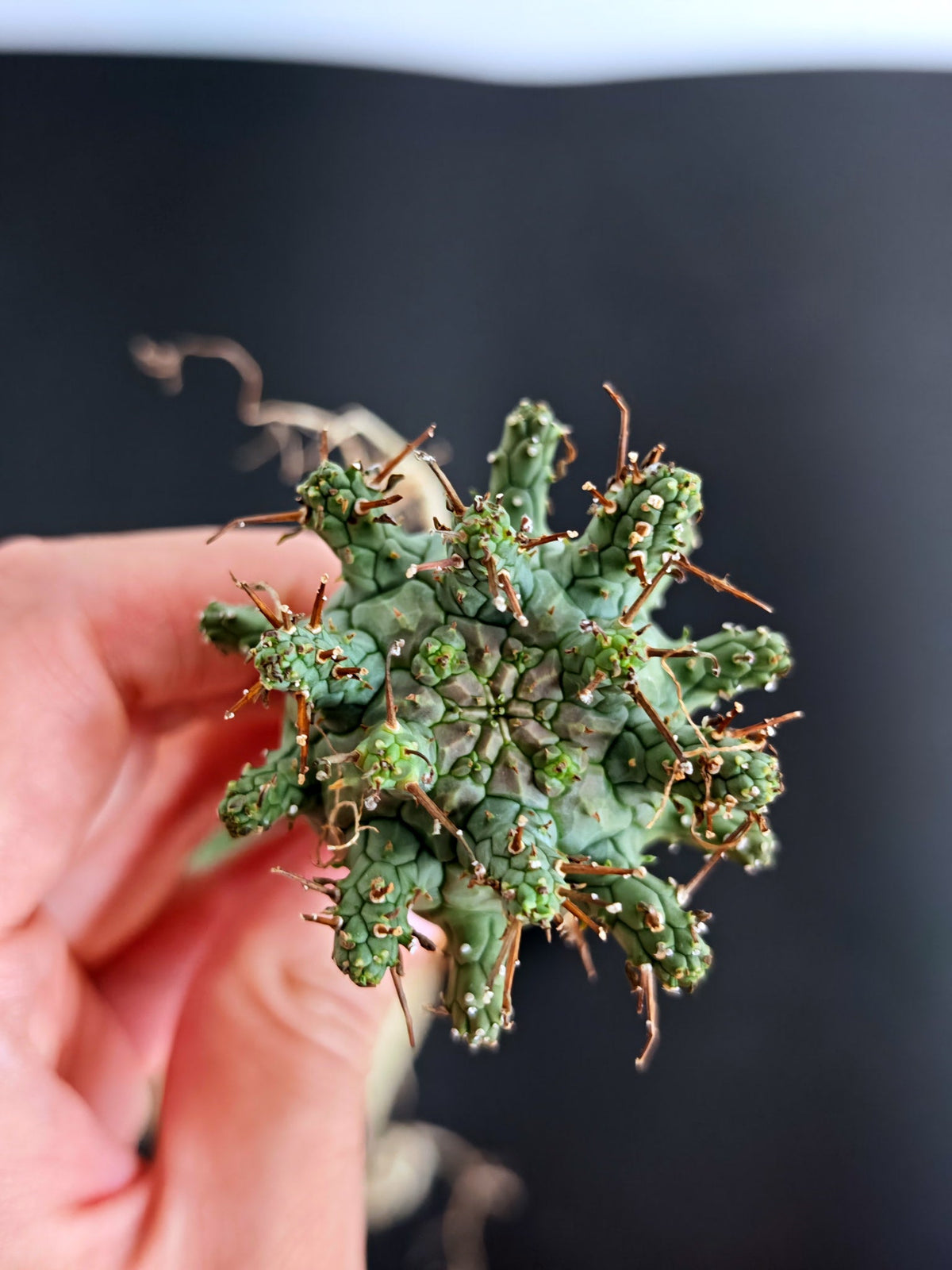 【期間限定】ユーフォルビア・デセプタ【おまかせ】 Euphorbia decepta