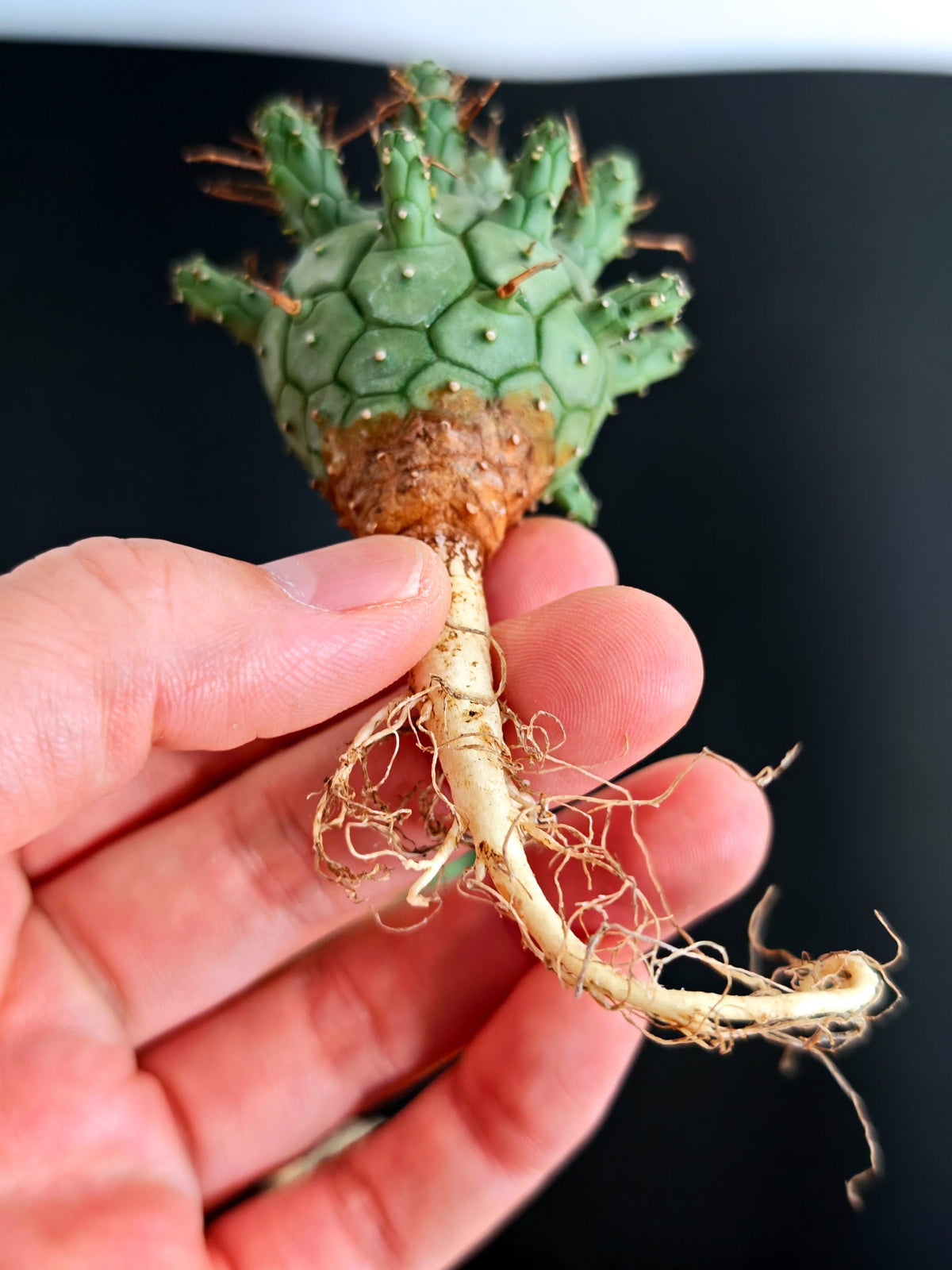 【期間限定】ユーフォルビア・デセプタ【おまかせ】 Euphorbia decepta