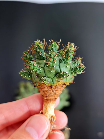 【期間限定】ユーフォルビア・デセプタ【おまかせ】 Euphorbia decepta