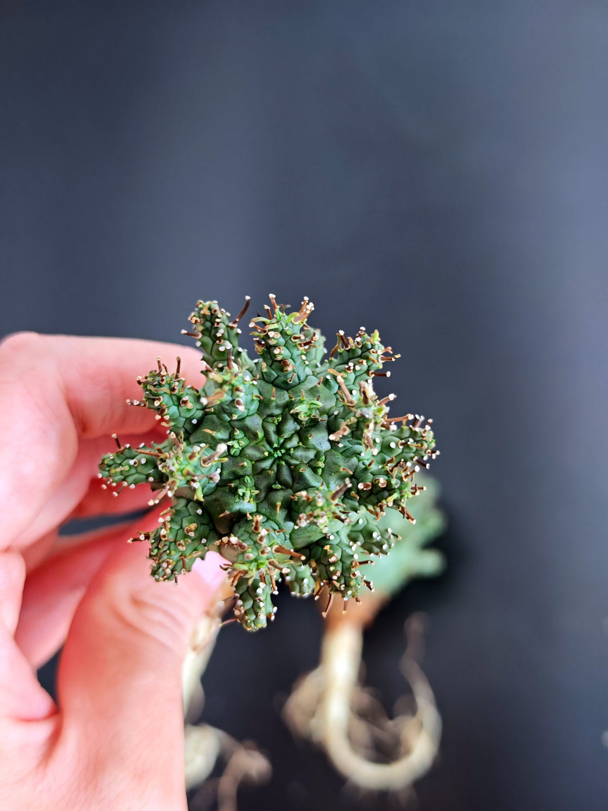 【期間限定】ユーフォルビア・デセプタ【おまかせ】 Euphorbia decepta