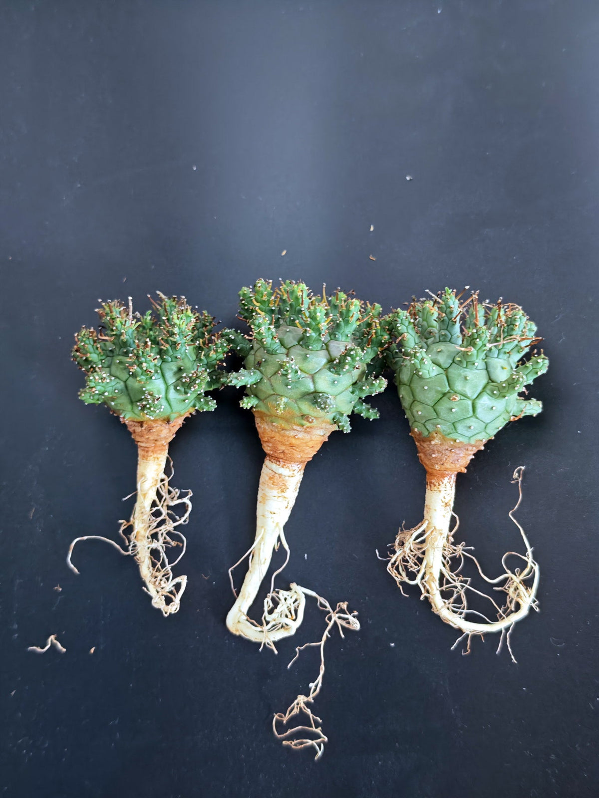 【期間限定】ユーフォルビア・デセプタ【おまかせ】 Euphorbia decepta