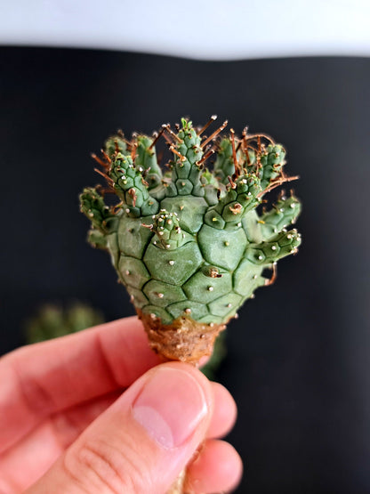 【期間限定】ユーフォルビア・デセプタ【おまかせ】 Euphorbia decepta