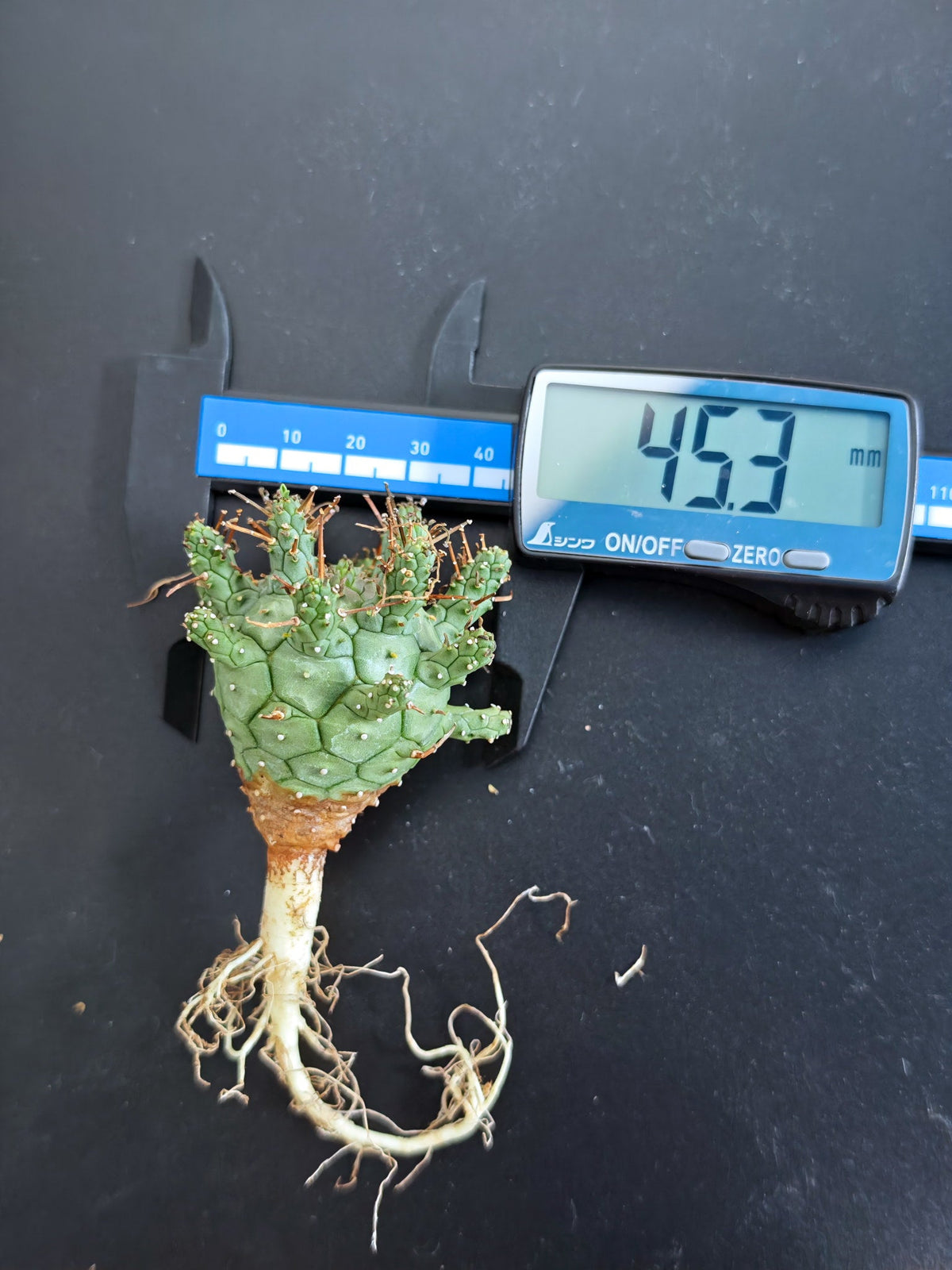 【期間限定】ユーフォルビア・デセプタ【おまかせ】 Euphorbia decepta
