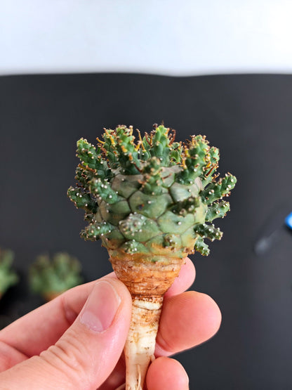 【期間限定】ユーフォルビア・デセプタ【おまかせ】 Euphorbia decepta