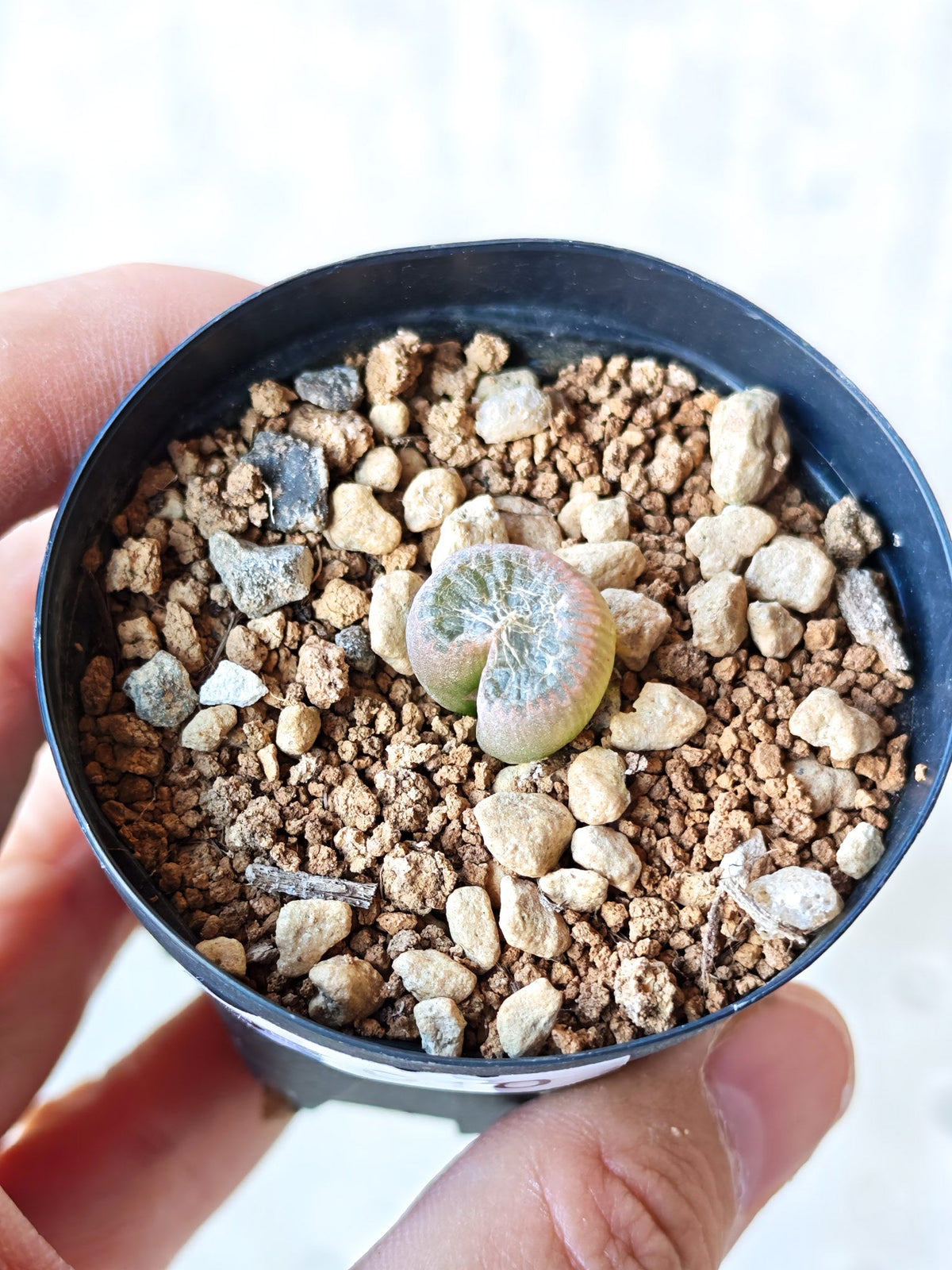 【現品限り】ブルビネ・メセンブリアントイデス ナマクエンシス 実生【N10】 Bulbine mesembryanthoides ssp namaquensis