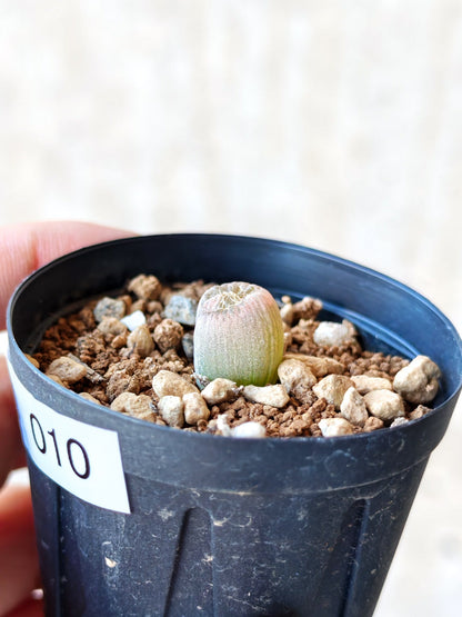 【現品限り】ブルビネ・メセンブリアントイデス ナマクエンシス 実生【N10】 Bulbine mesembryanthoides ssp namaquensis