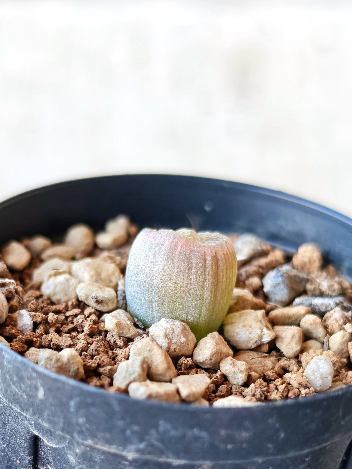 【現品限り】ブルビネ・メセンブリアントイデス ナマクエンシス 実生【N10】 Bulbine mesembryanthoides ssp namaquensis