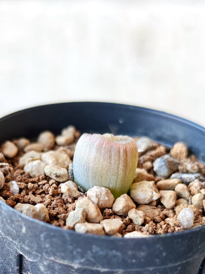 【現品限り】ブルビネ・メセンブリアントイデス ナマクエンシス 実生【N10】 Bulbine mesembryanthoides ssp namaquensis