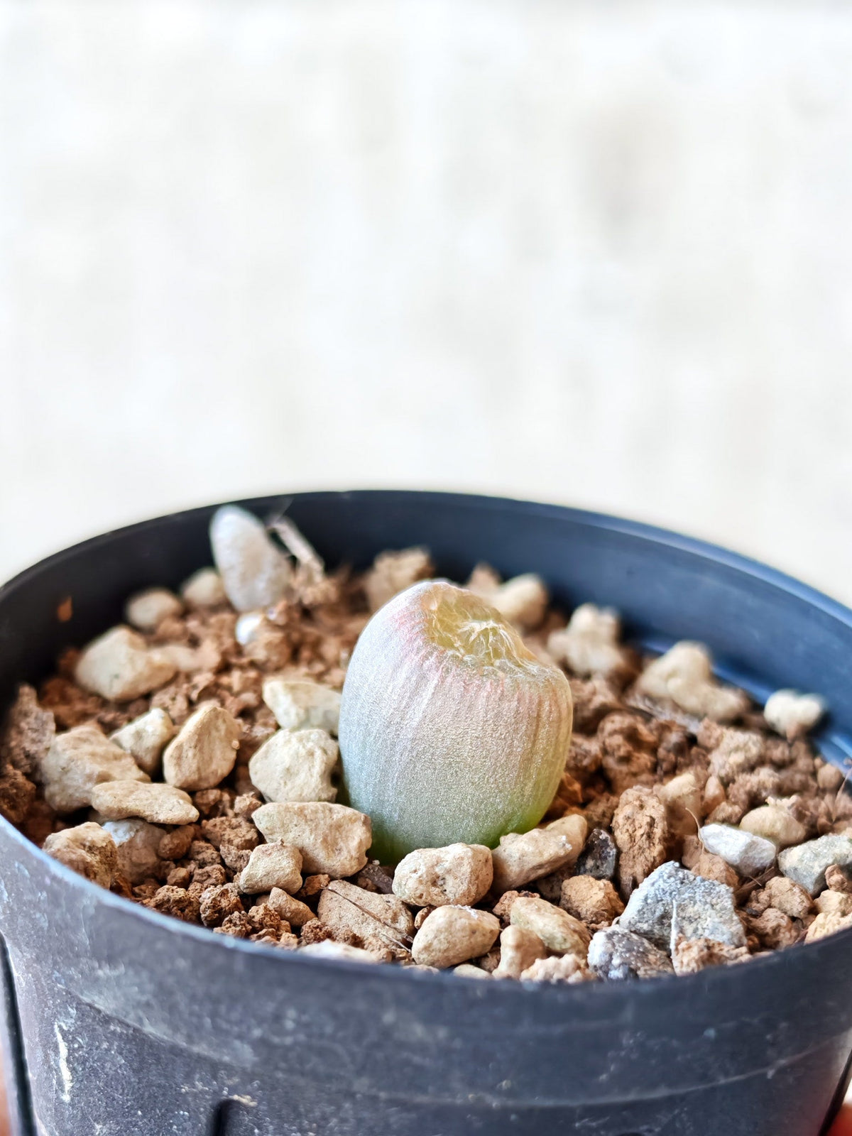 【現品限り】ブルビネ・メセンブリアントイデス ナマクエンシス 実生【N10】 Bulbine mesembryanthoides ssp namaquensis