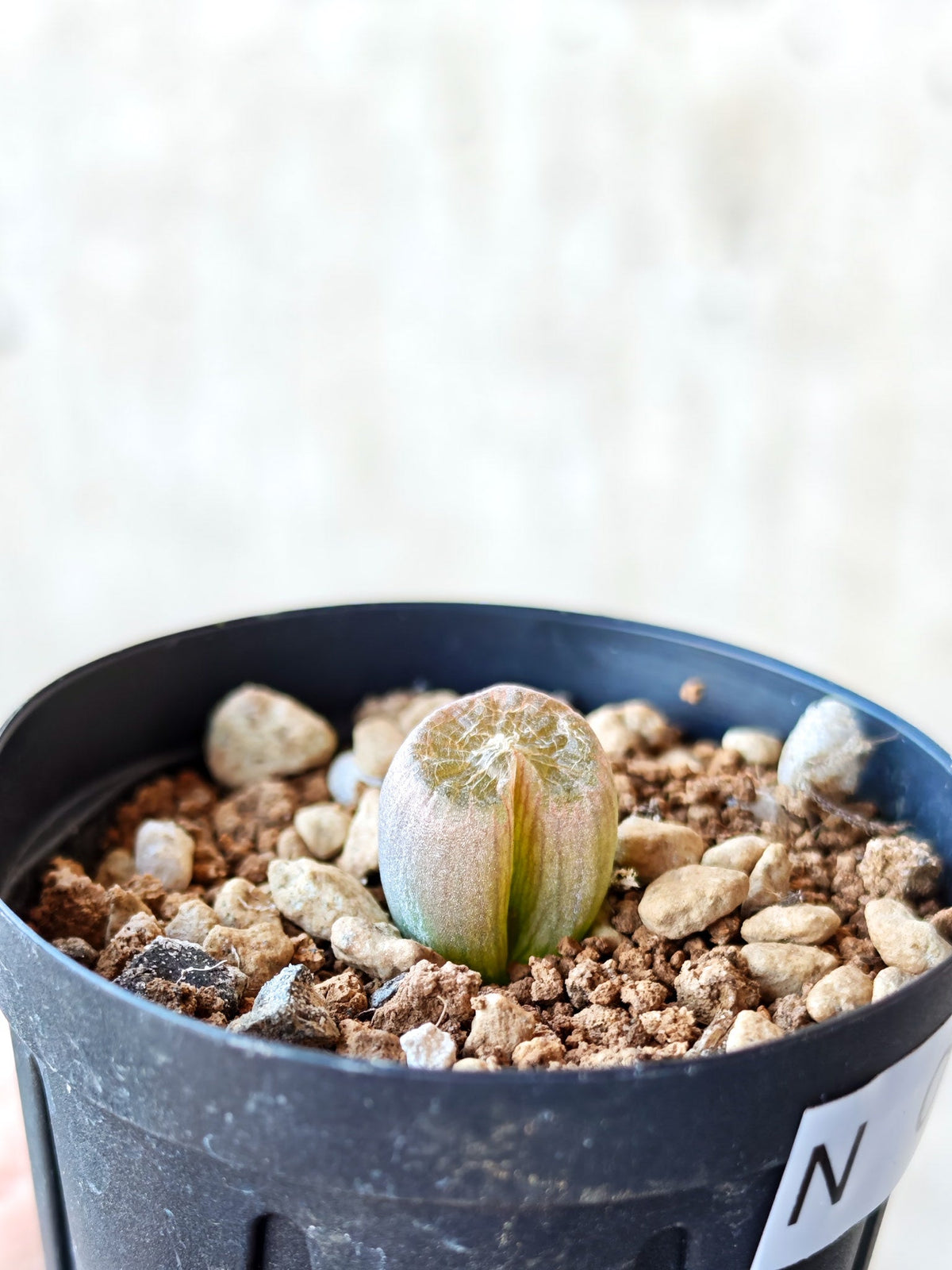 【現品限り】ブルビネ・メセンブリアントイデス ナマクエンシス 実生【N10】 Bulbine mesembryanthoides ssp namaquensis