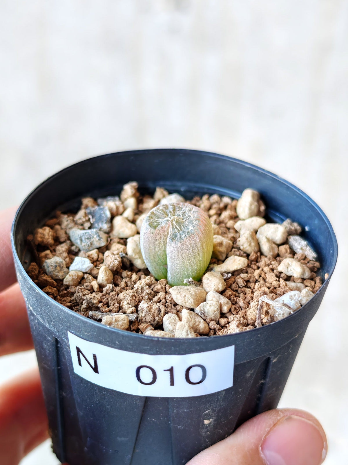 【現品限り】ブルビネ・メセンブリアントイデス ナマクエンシス 実生【N10】 Bulbine mesembryanthoides ssp namaquensis
