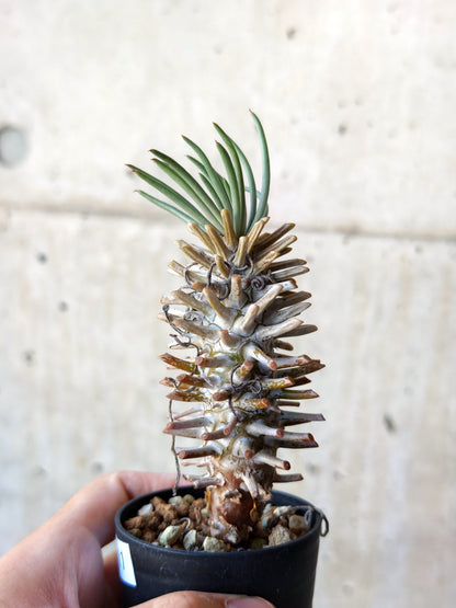 【現品限り】チレコドン・ワリチー 実生【N11】 Tylecodon wallichii