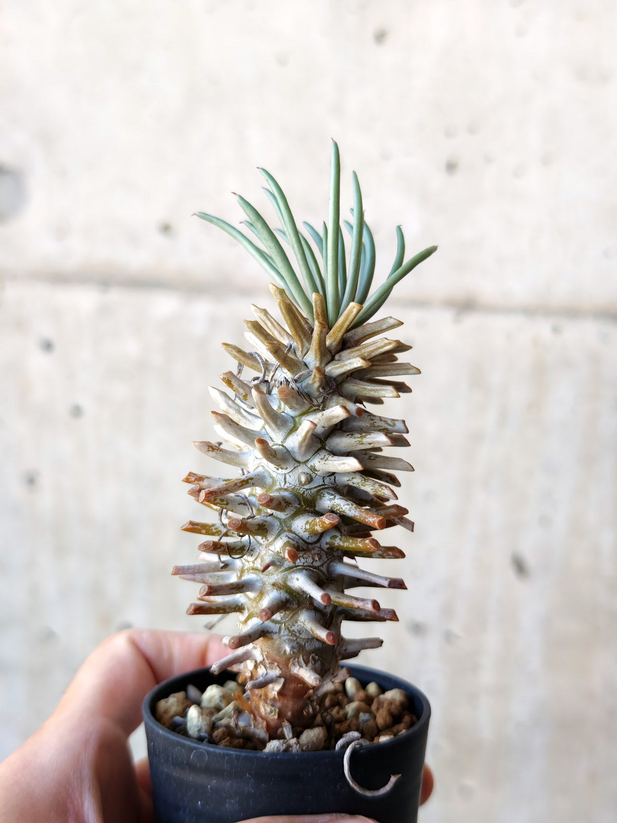 【現品限り】チレコドン・ワリチー 実生【N11】 Tylecodon wallichii