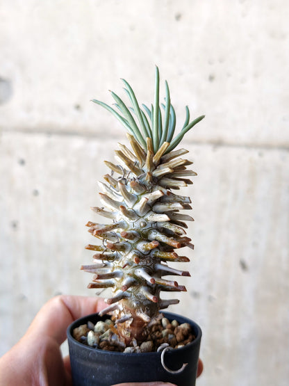 【現品限り】チレコドン・ワリチー 実生【N11】 Tylecodon wallichii