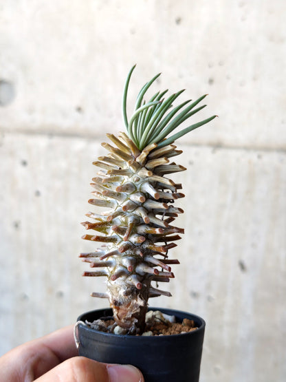 【現品限り】チレコドン・ワリチー 実生【N11】 Tylecodon wallichii