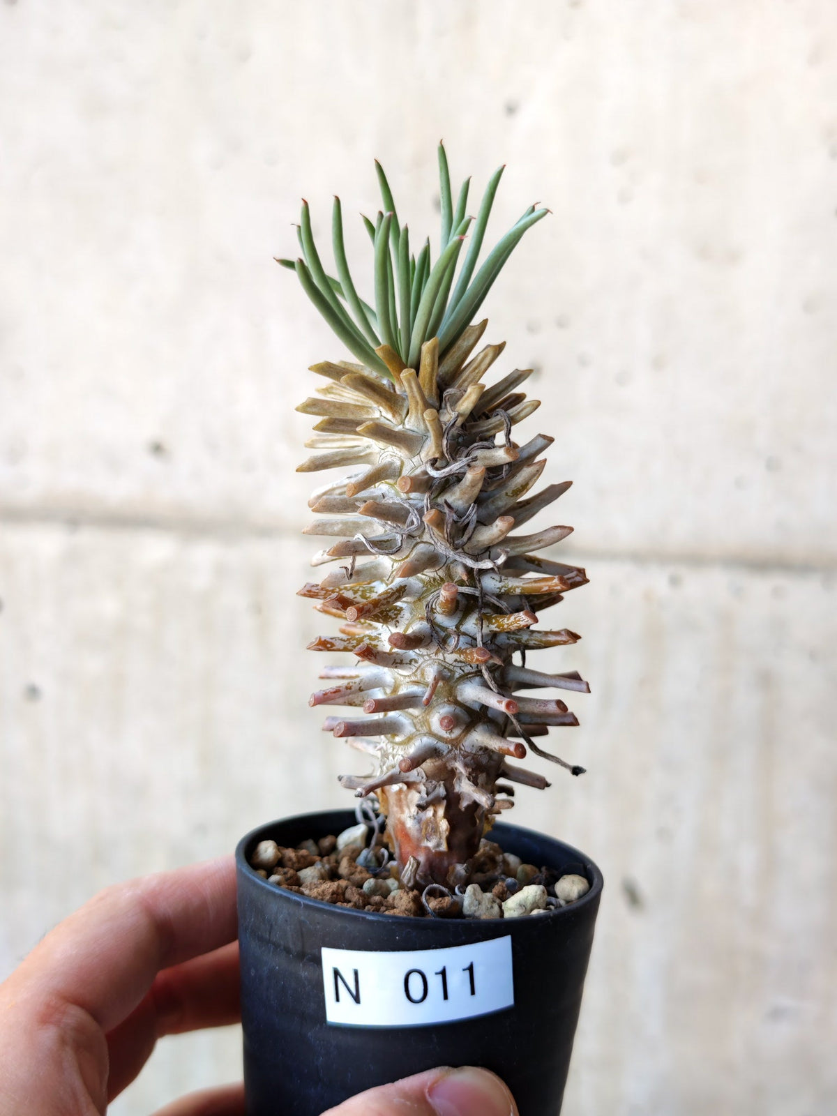 【現品限り】チレコドン・ワリチー 実生【N11】 Tylecodon wallichii