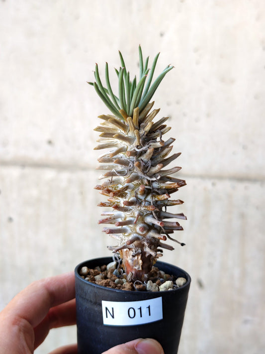 【現品限り】チレコドン・ワリチー 実生【N11】 Tylecodon wallichii