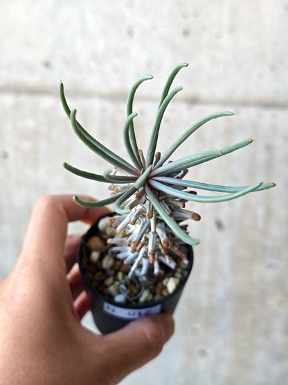 【現品限り】チレコドン・ワリチー 実生【N12】 Tylecodon wallichii