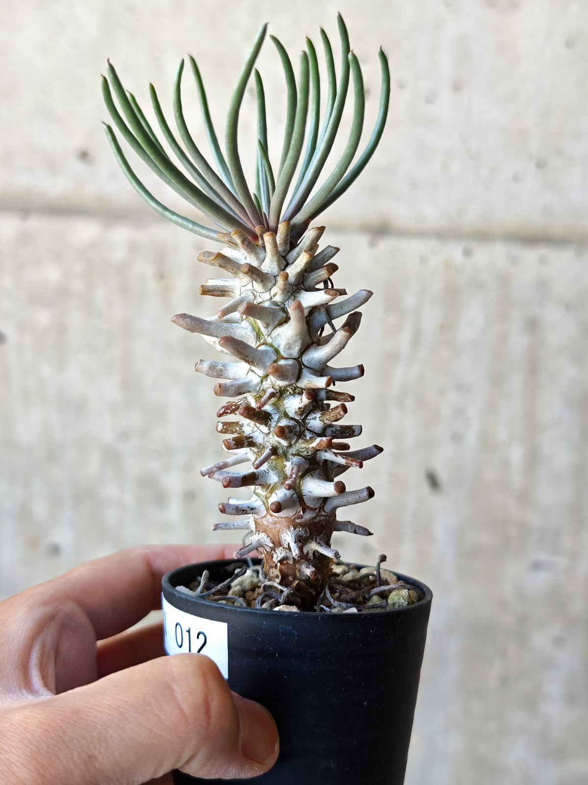 【現品限り】チレコドン・ワリチー 実生【N12】 Tylecodon wallichii