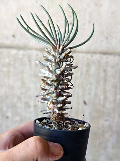 【現品限り】チレコドン・ワリチー 実生【N12】 Tylecodon wallichii