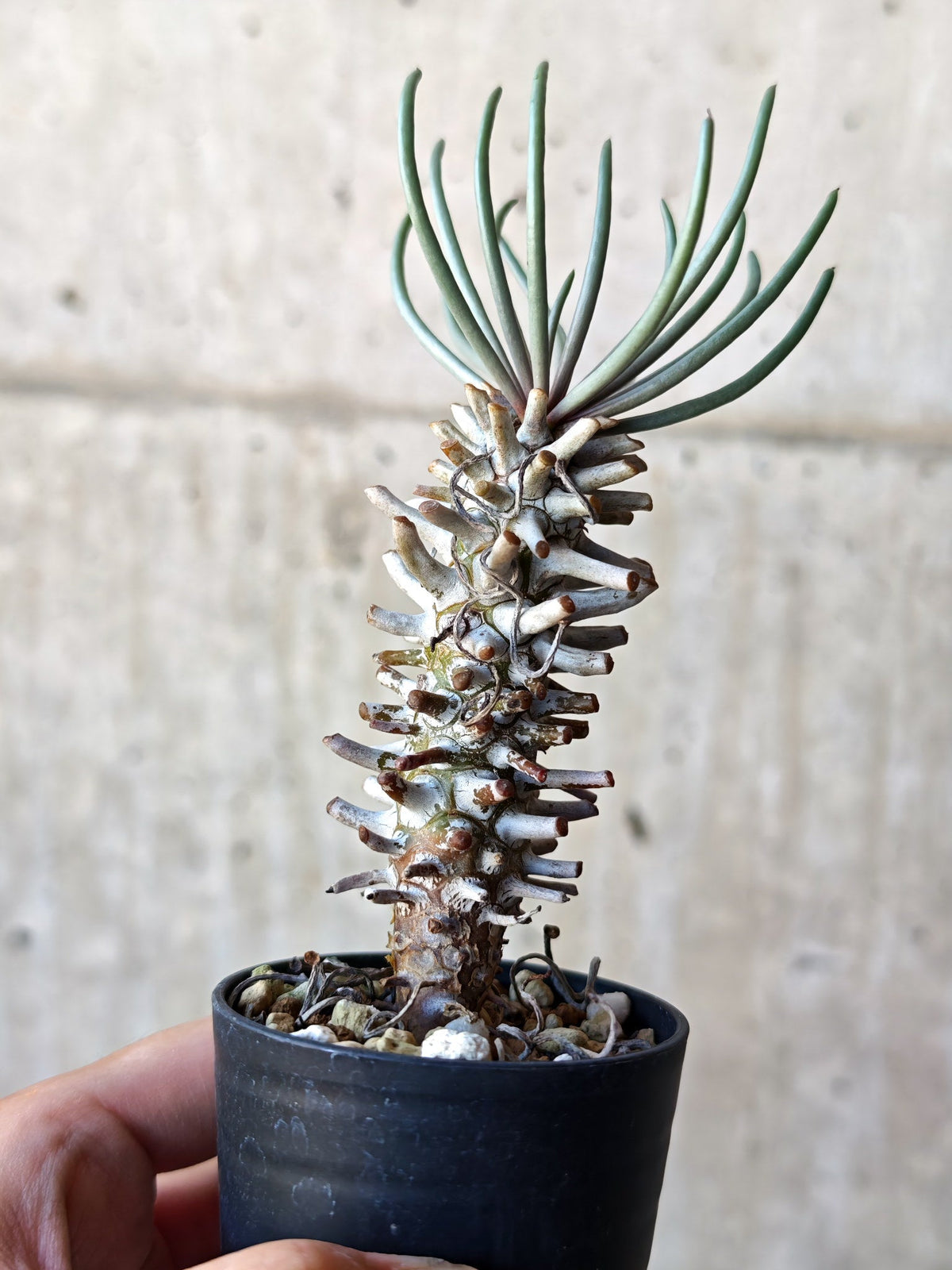 【現品限り】チレコドン・ワリチー 実生【N12】 Tylecodon wallichii