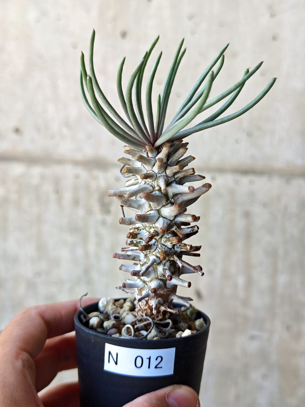 【現品限り】チレコドン・ワリチー 実生【N12】 Tylecodon wallichii