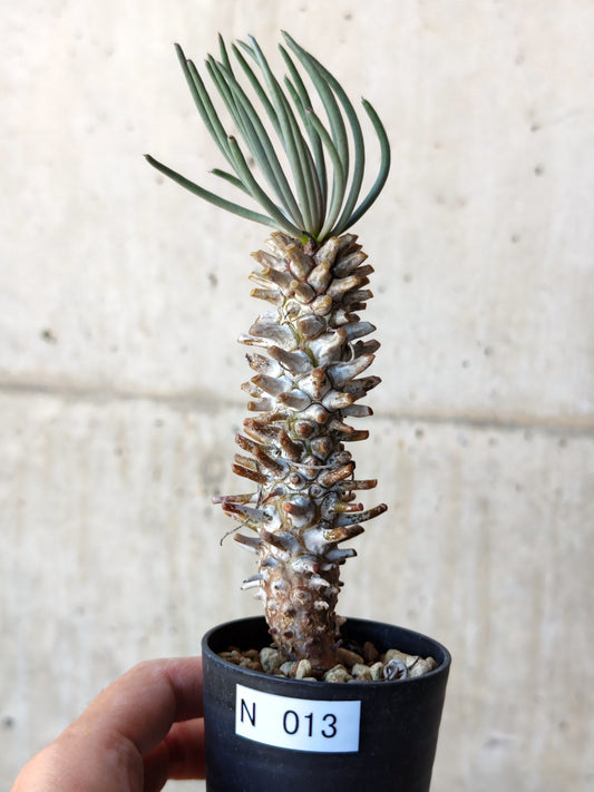【現品限り】チレコドン・ワリチー 実生【N13】 Tylecodon wallichii