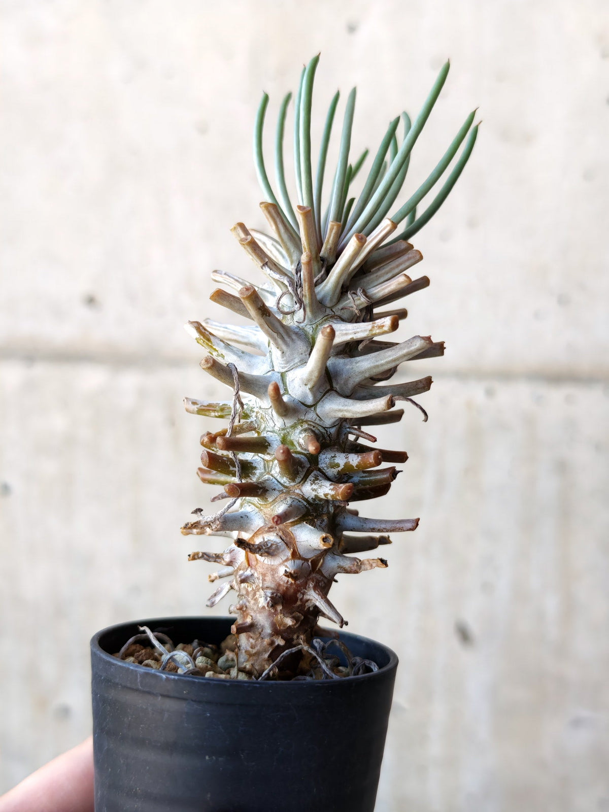 【現品限り】チレコドン・ワリチー 実生【N14】 Tylecodon wallichii